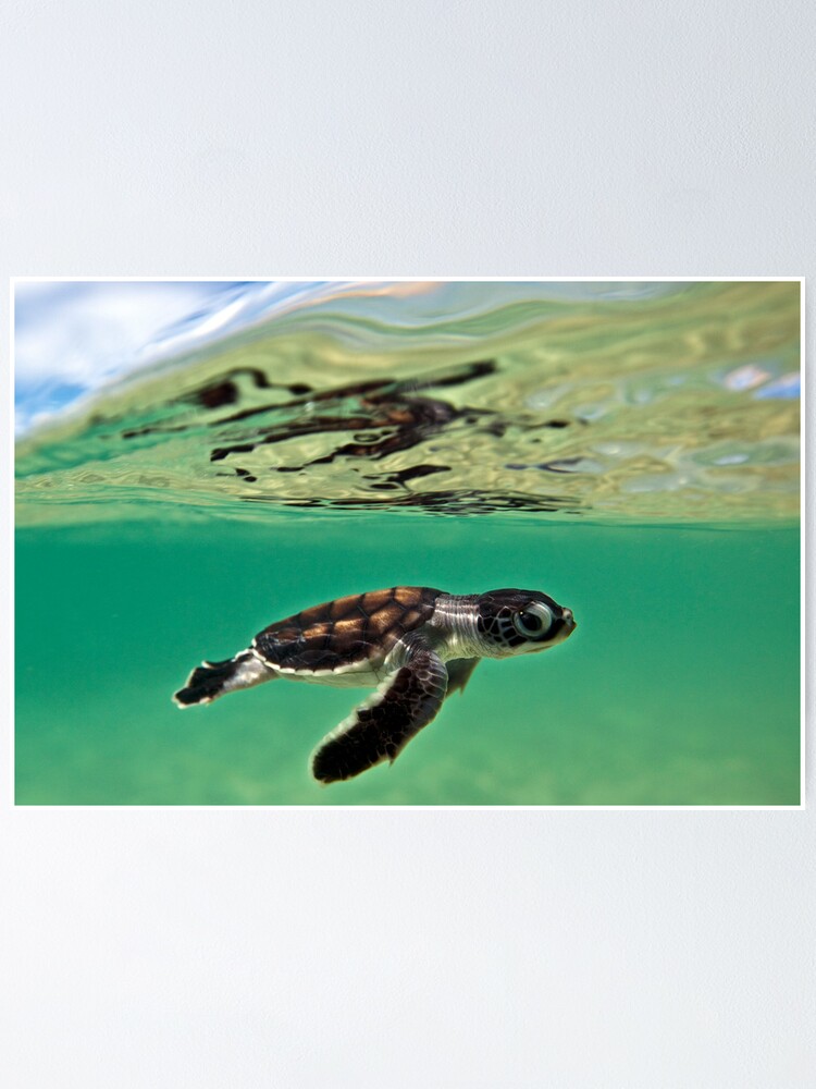 Alternate view of Long-distance swimmer Poster
