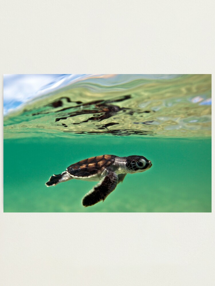 Alternate view of Long-distance swimmer Photographic Print