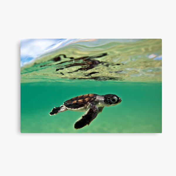 Long-distance swimmer Canvas Print