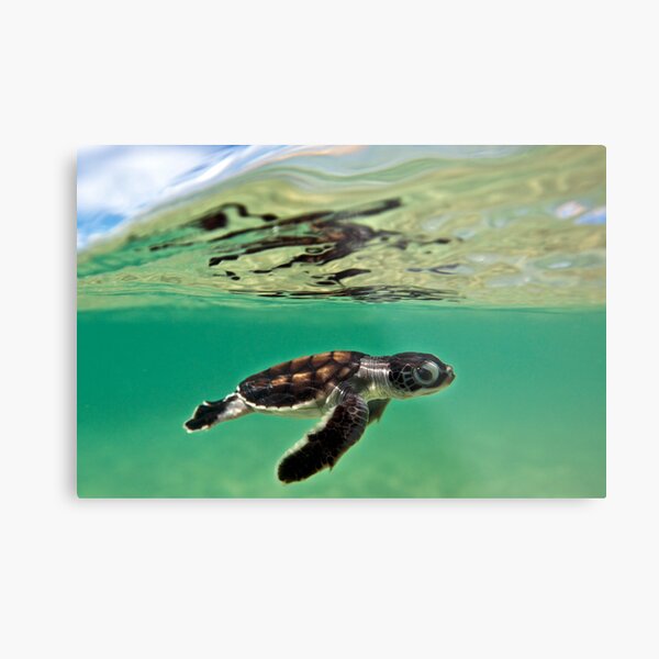 Long-distance swimmer Metal Print