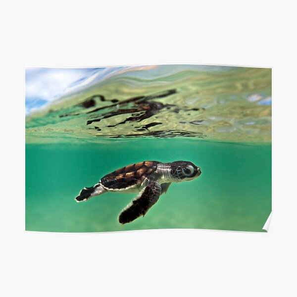 Long-distance swimmer Poster
