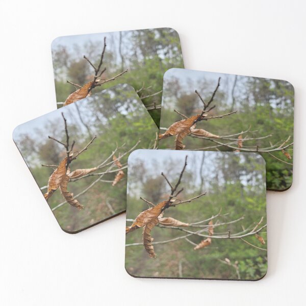 Item preview, Taking a picture being pulled by the branches and leaves that make you feel autumn fallen leaves while picking bracken in spring. Jeju Island, Korea. designed and sold by human8891.
