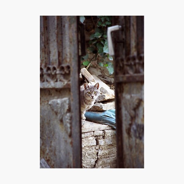 Photographic Print