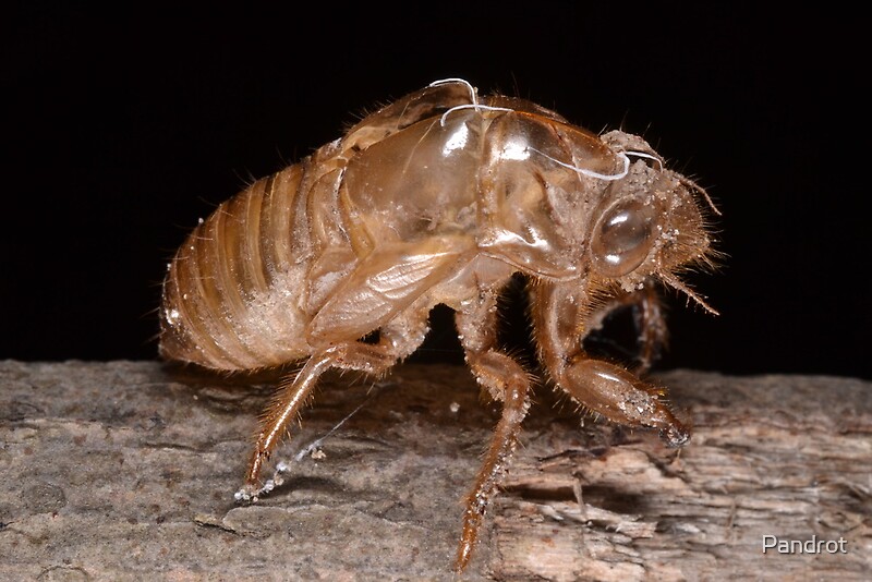 cicada shells