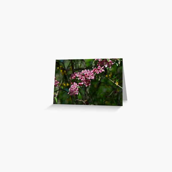 Item preview, Pink Crabapple 13 designed and sold by Carolyn Clark.