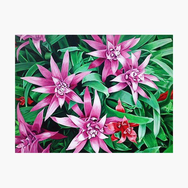 Bromeliads Photographic Print