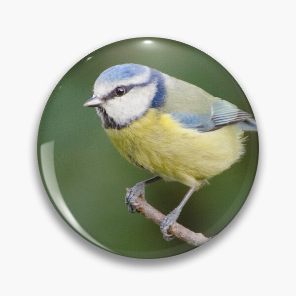 Item preview, Blue Tit  designed and sold by ollygriffin.
