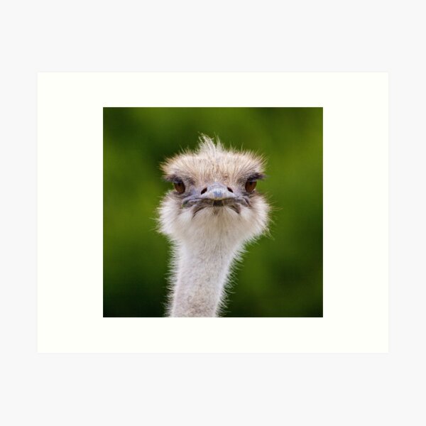 EXOTIC ~ RATITE ~ Ostrich ABft23Ft by David Irwin Art Print