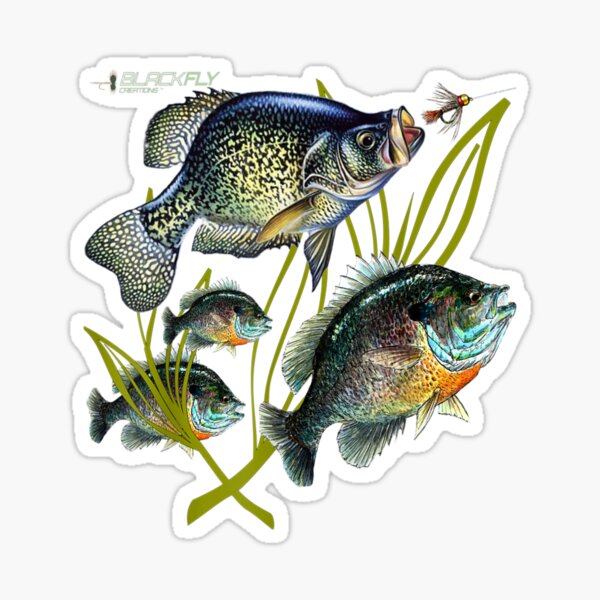 Black-Fly-Crappie-Bluegill-Fishing-Shirts-Panfish-Flies-Jig Sticker