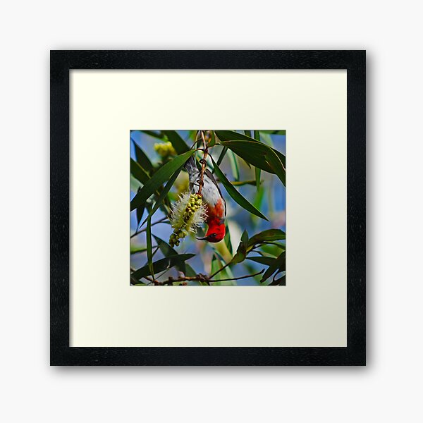 Item preview, Scarlet Honeyeater designed and sold by BirdartPro.