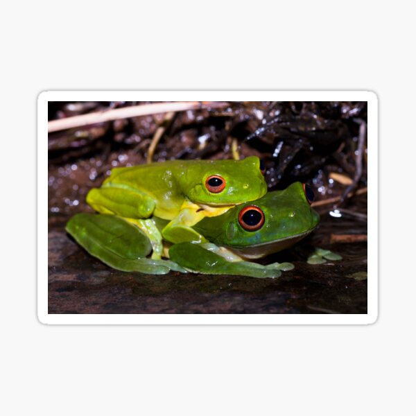 Leap Frog Sticker