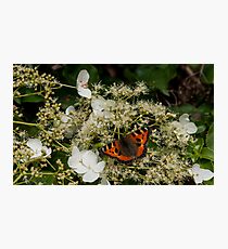 orange butterfly on white hortensia Photographic Print