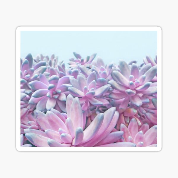 Item preview, Sweet Succulents designed and sold by cafelab.