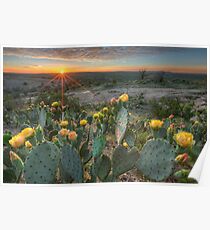 Texas Hill Country Images - Prickly Pear Cactus at Sunset 1 Poster