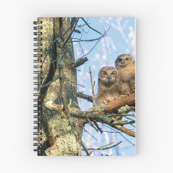 Item preview, A Pair of Great Horned Owlets designed and sold by Kevin Komiega.