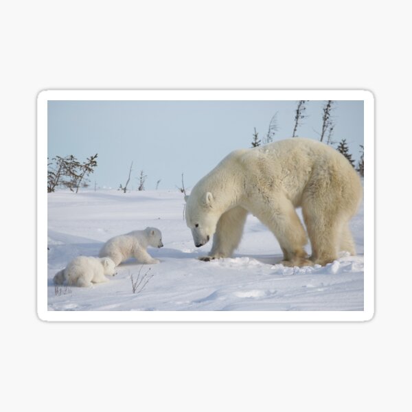Mother polar bear watching over her two newborn cubs Sticker