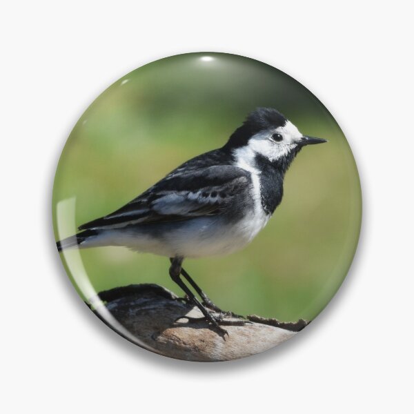Item preview, Pied Wagtail  designed and sold by rwhooster.