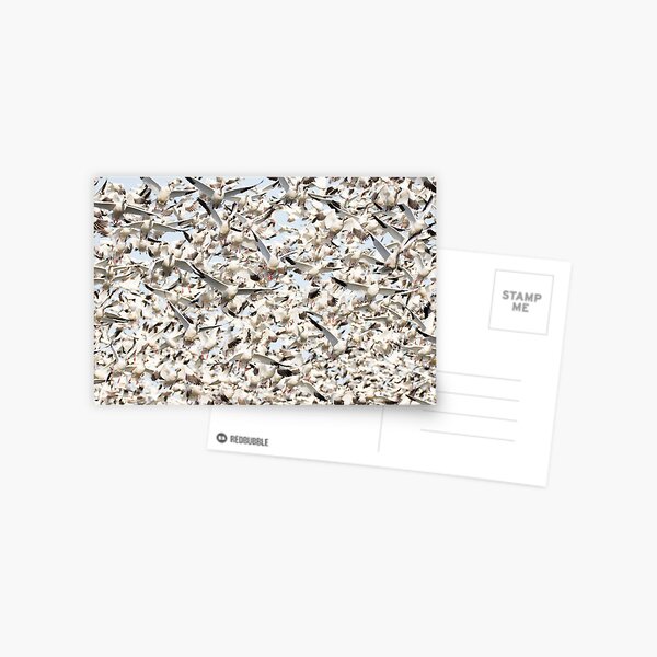 Snow Goose Blizzard Postcard