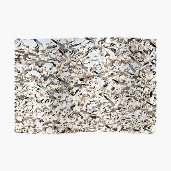 Snow Goose Blizzard Poster