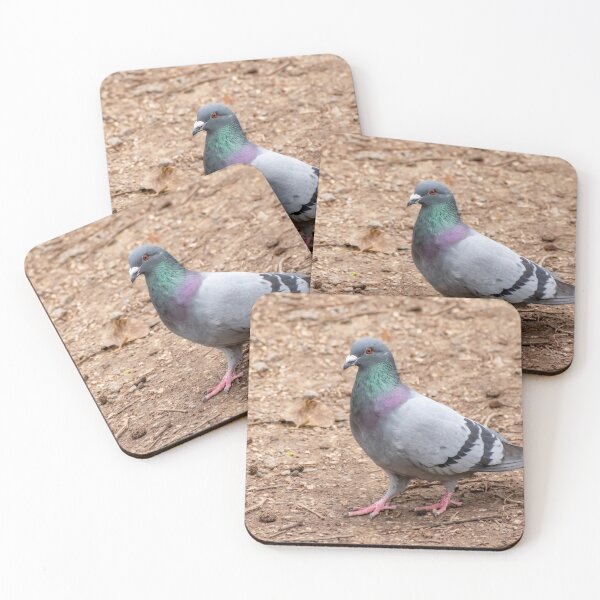 Item preview, Wood pigeon designed and sold by yackers1.