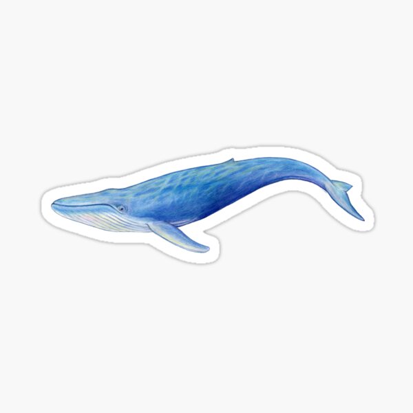 Artikel-Vorschau von  Stärke und Eleganz der größten Kreatur der Erde. Der Blauwal (Balaenoptera musculus) ist eine vom Aussterben bedrohte Art und, designt und verkauft von Tamara Clark.