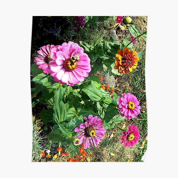 Zinnias Poster