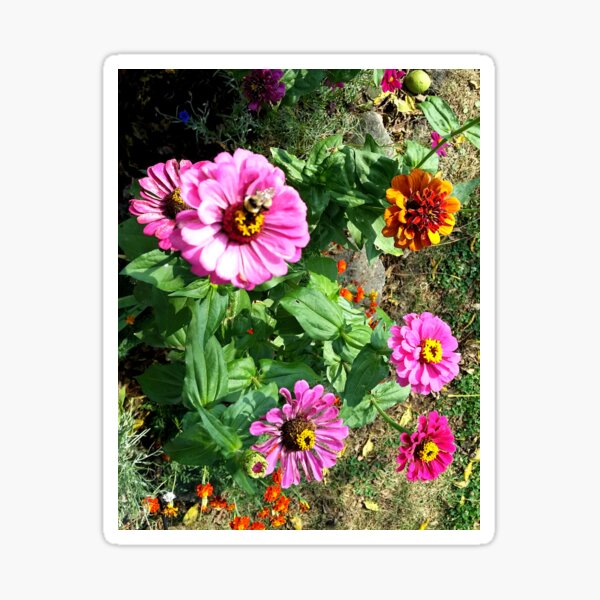 Zinnias Sticker