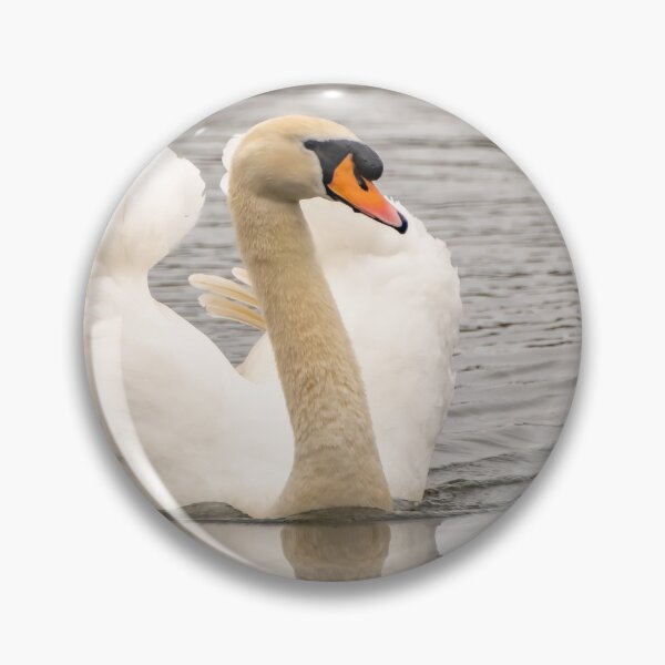 Item preview, Mute swan swimming, Norfolk Broads designed and sold by yackers1.