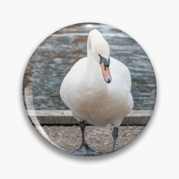 Item preview, Mute swan on the river bank designed and sold by yackers1.