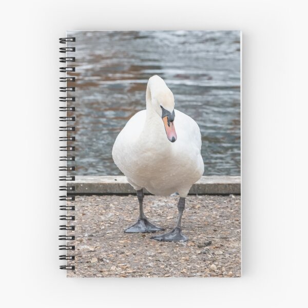 Item preview, Mute swan on the river bank designed and sold by yackers1.