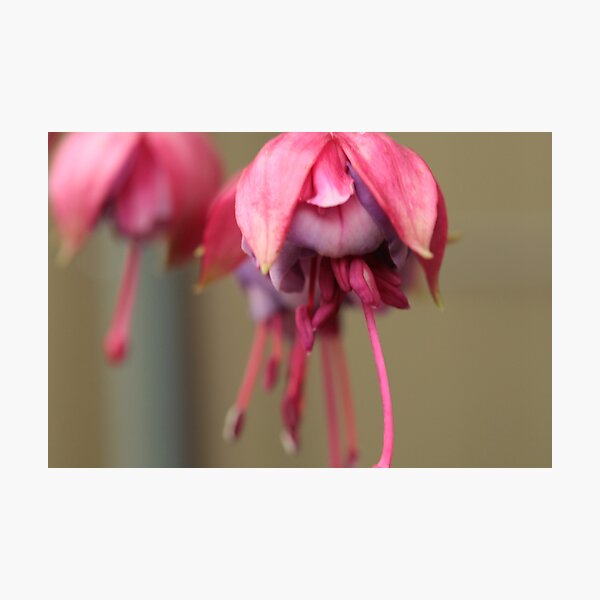 MM 11 Photographic Print