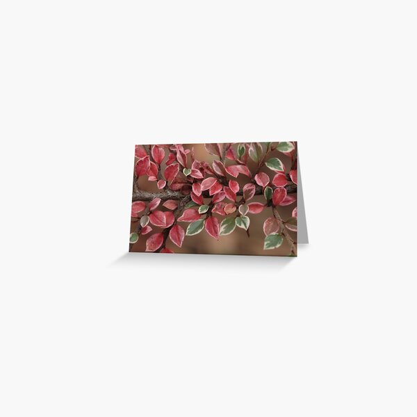 Item preview, MM 19 designed and sold by beeden.