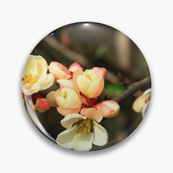 Item preview, Pyrus japonica in bloom designed and sold by annalisa56.