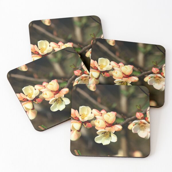 Item preview, Pyrus japonica in bloom designed and sold by annalisa56.