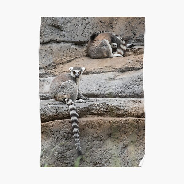 Lemur rocks Poster