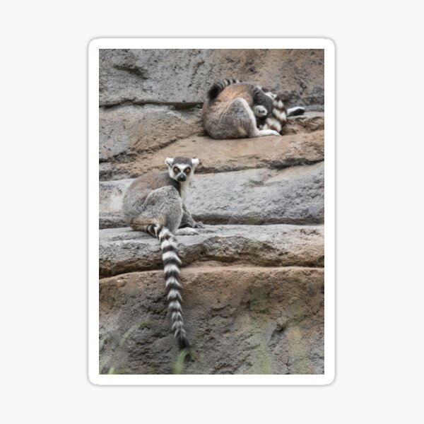 Lemur rocks Sticker
