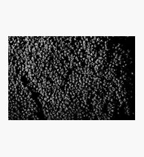 Broccoli Photographic Print