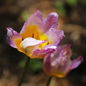 Artwork thumbnail, Sign of Spring by Rebecca Wilcox