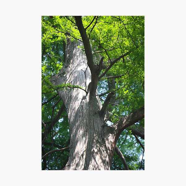 Item preview, OLD CYPRESS TREE designed and sold by Pauline Evans.