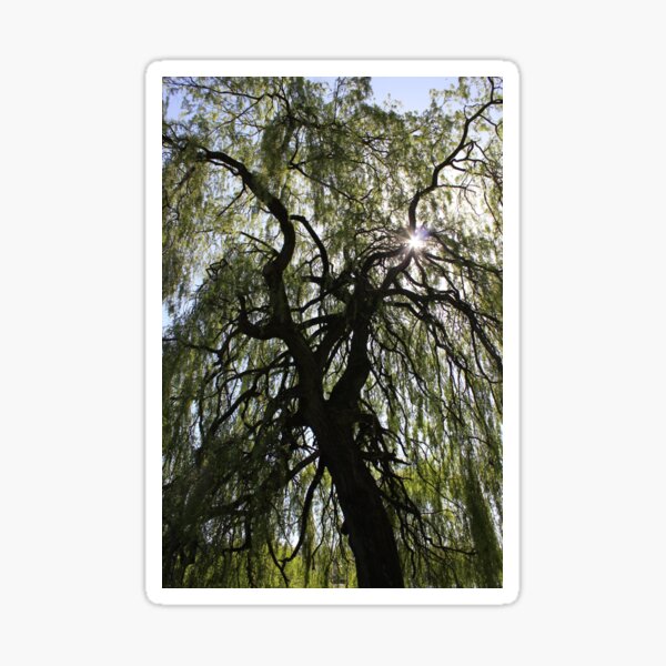 Item preview, The Willow designed and sold by Vicki Spindler (VHS Photography).