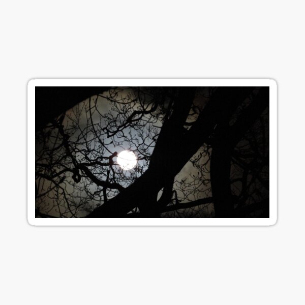 Item preview, Moon lit sky in the trees, photo 2  designed and sold by Andrew Morrell.