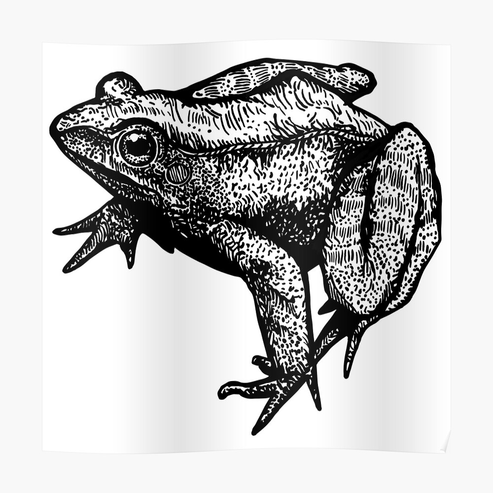 Premium Vector | Frog in jump, vector sketch, drawn in engraving style.  illustration of tailless amphibian.