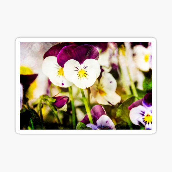 Viola Sticker