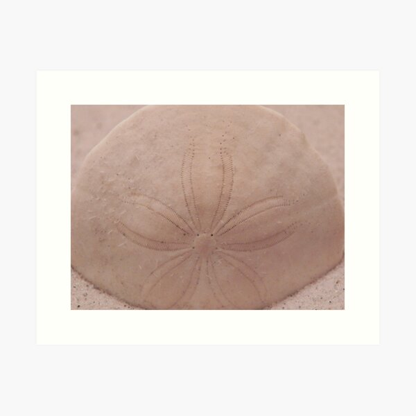 Artikel-Vorschau von Sanddollar Detail, designt und verkauft von Martha Medford.