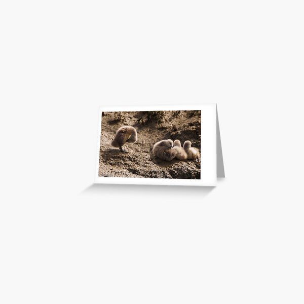 fluffing up the fluff.... Greeting Card