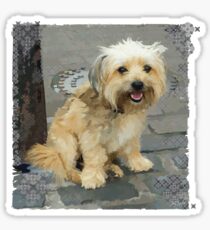 Louie the Shorkie-Tzu : Shih Tzu Yorkshire Terrier (Yorkie) Mix Sticker