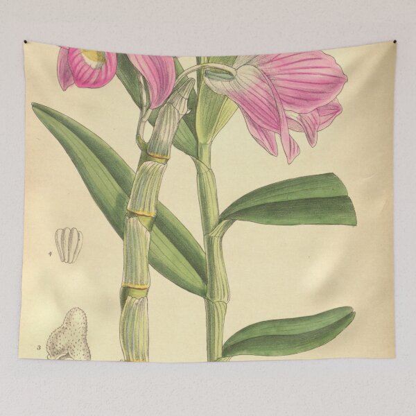 Item preview, Dendrobium regium designed and sold by EsotericBotanic.