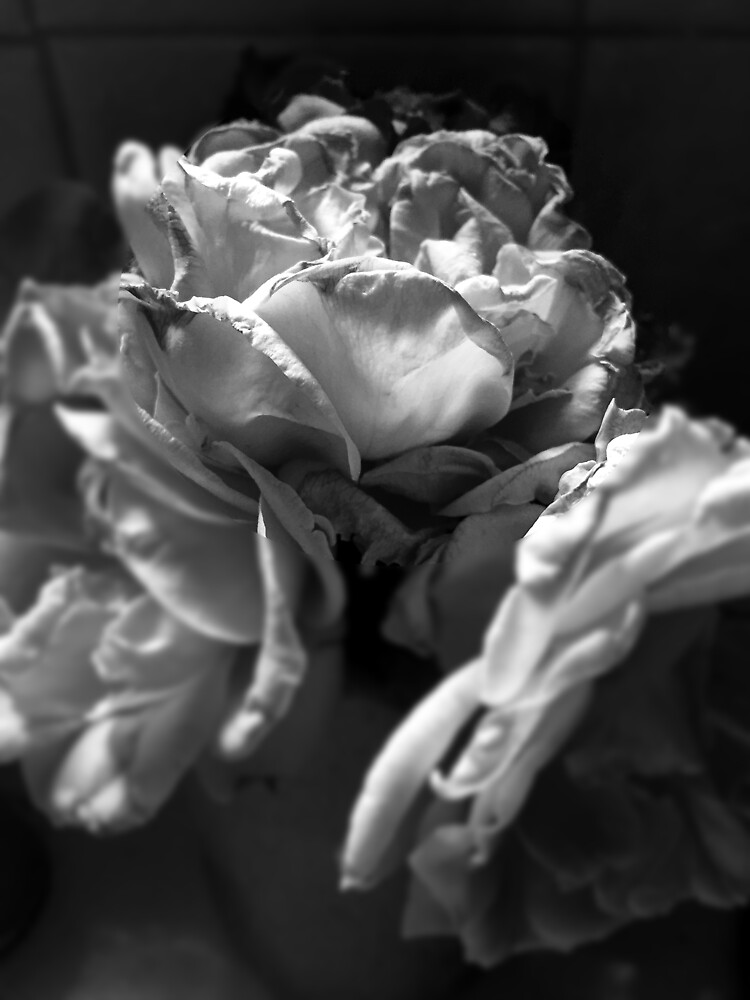 Everything fades - Black and White version from A Gardener's Notebook by douglasewelch