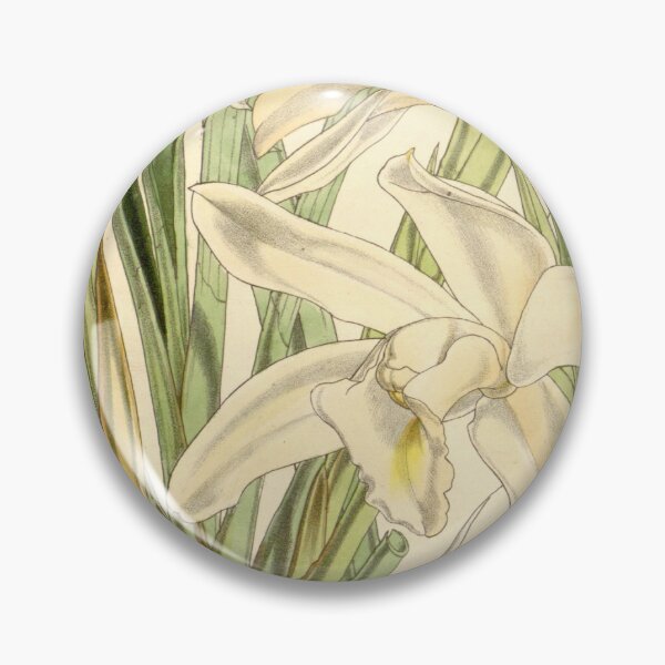 Item preview, Cymbidium eburneum Curtis' 85 (Ser. 3 no. 15) pl. 5126 (1859) designed and sold by EsotericBotanic.