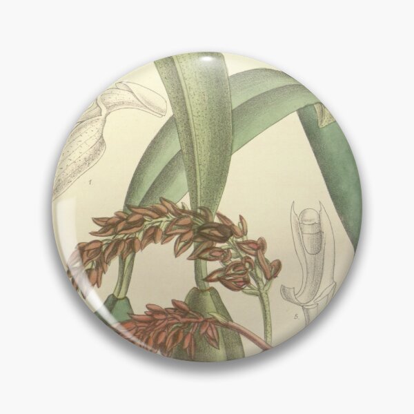 Item preview, Bulbophyllum cupreum (as Bulbophyllum pechei) Curtis' 119 (Ser. 3 no. 49) pl. 7286 (1893) designed and sold by EsotericBotanic.